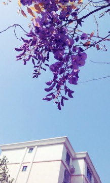 紫藤花