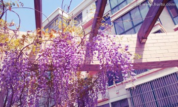 紫藤花