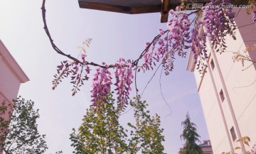 紫藤花
