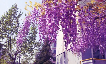 紫藤花