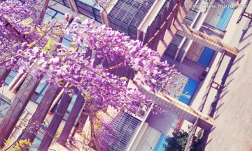 紫藤花