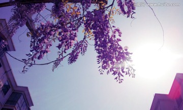 紫藤花