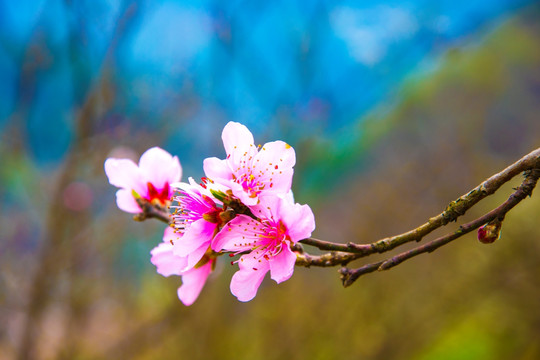 桃花