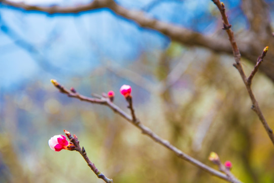 桃花