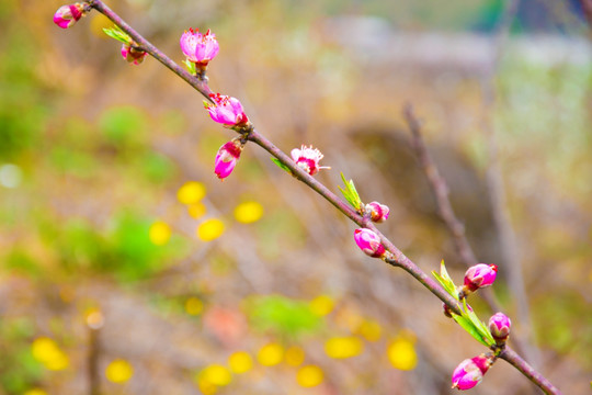 桃花 特写