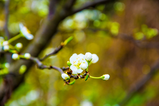 梨花 特写