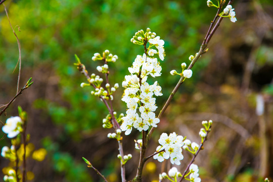 花枝 梨花