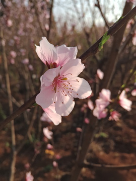 桃花特写