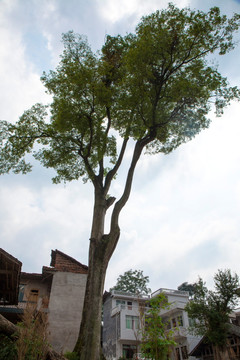 古树新村
