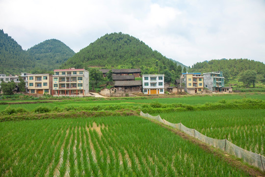 大有农村