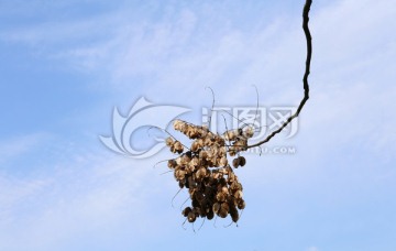 枯树叶