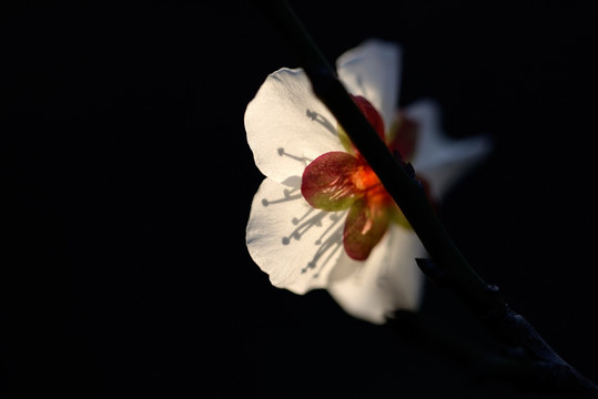 白色梅花 单瓣 透光