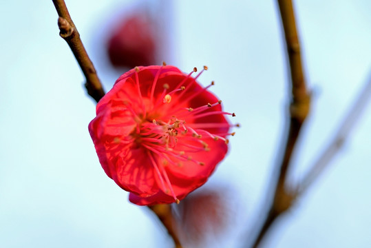 红色梅花 朱砂