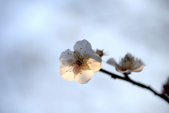 白色梅花 玉蝶