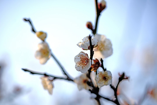 白色梅花 玉蝶