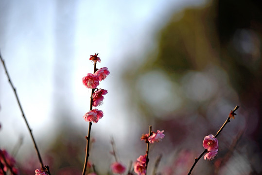 粉色梅花 宫粉