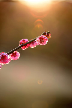 粉色梅花 宫粉