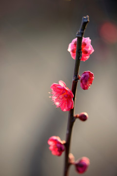 粉色梅花 宫粉