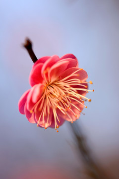 粉色梅花 宫粉