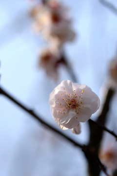 白色梅花 杏梅