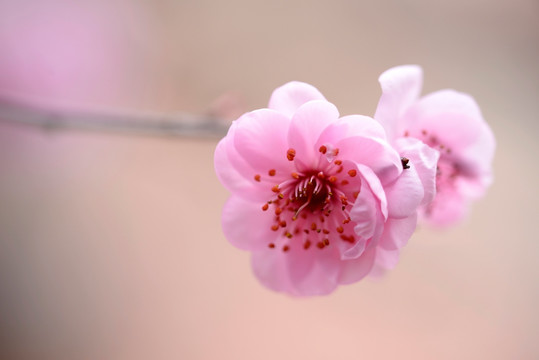 粉色梅花 美人