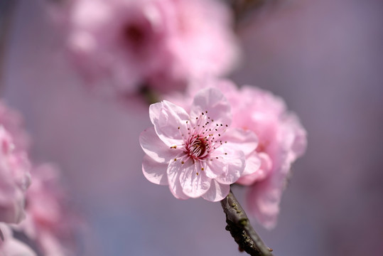 粉色梅花 美人