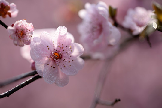 粉色梅花 美人