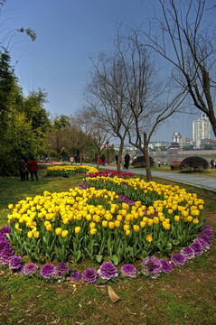 兰溪中洲公园郁金香花圃