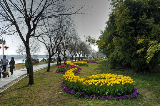 兰溪中洲公园郁金香花圃