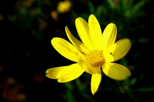黄金菊 黄色菊花