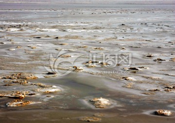 黄河湿地 高格