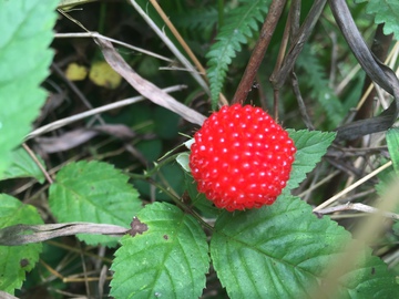 野草莓 