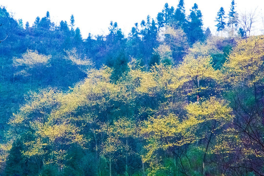 花树 山林