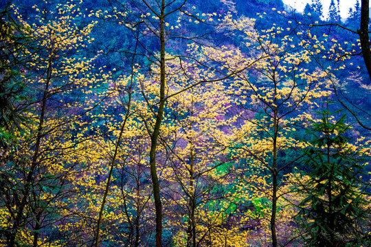 花树 树林