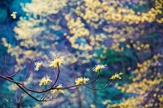 花枝 树木