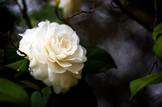 茶花