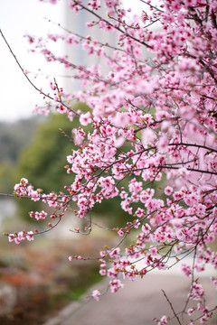 春梅