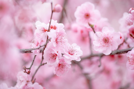 春梅