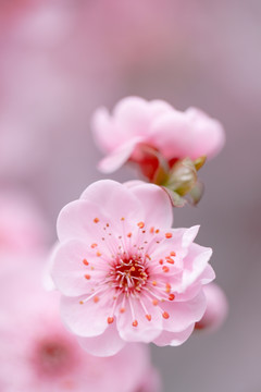 春梅