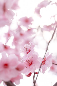 春梅