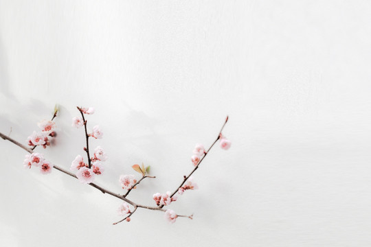 春梅