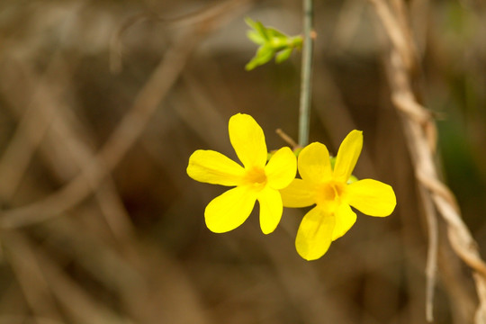 迎春花