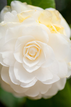 茶花