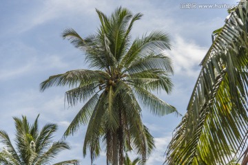 椰子树