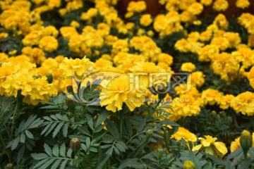 花 菊花