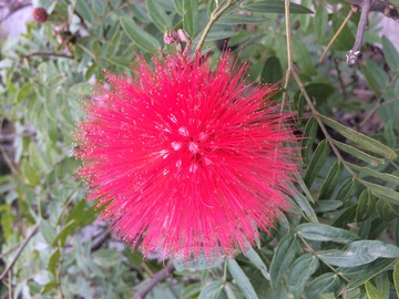 朱樱花 