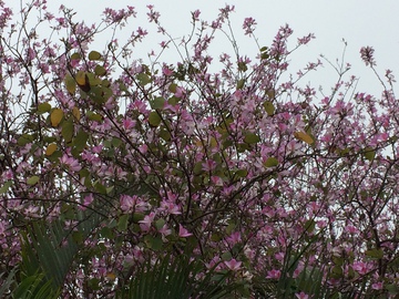 紫荆花 