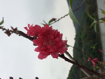 桃花 