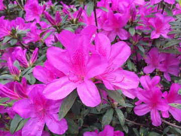 杜鹃花 