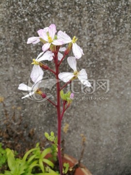 盆栽里的野花